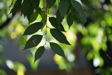 Leaves of hackberry at October in Milan