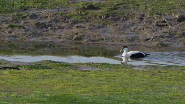View of the Common eider, Somateria mollissima at Victoria and Joyel marshes