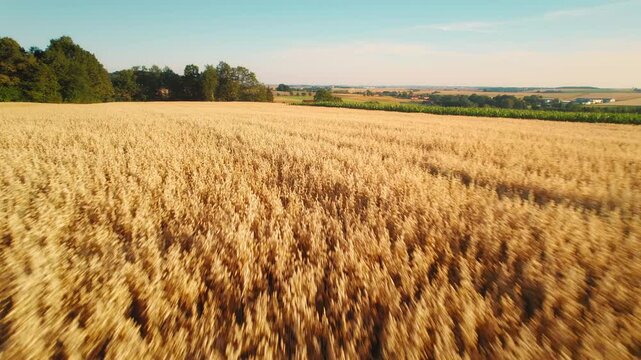Golden oat field extending across rolling landscape with distant trees and serene open skies in the countryside.