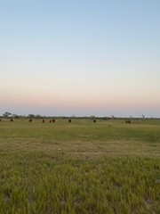 Fototapeta premium cows in the field