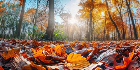 Sunlit trail through colorful autumn leaves.