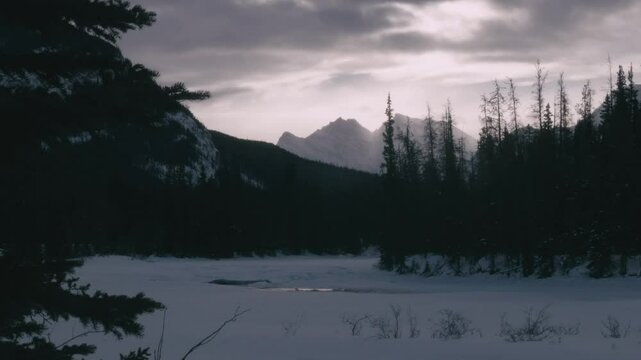 Static shot of the forest during winter with cloudy weather