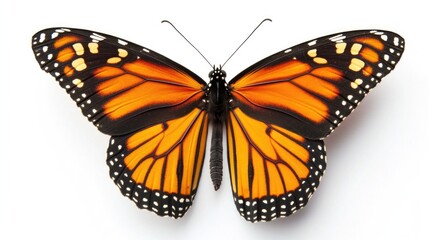 Obraz premium A beautiful and vivid close-up of a monarch butterfly, showcasing its intricate detail and colorful wing patterns.