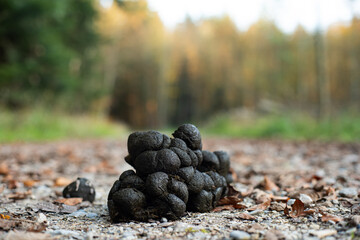 Pile of fresh horse droppings or manure on a forest pathway. Low angle shot, autumn morning, no people