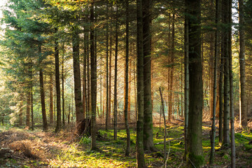 Fototapeta premium Autumn forest scene with late evening sunlight glowing through the colored trees and foliage