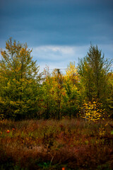 Landscape photography in the countryside in Ukraine.Beautiful autumn, colors like in the heaven.Beautiful forest near the field and road , powerlines over the trees.Yellow and orange colors.Autumn sky