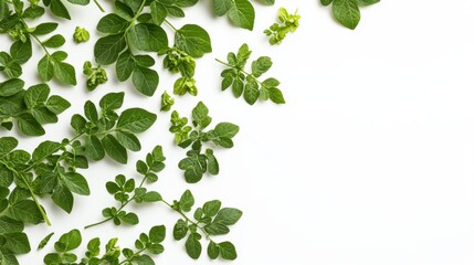 Fresh Moringa Leaves on White Background White Background