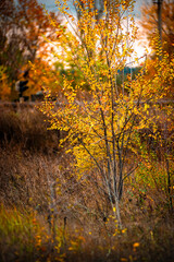 Landscape photography in the countryside in Ukraine.Beautiful autumn, colors like in the heaven.Beautiful forest near the field and road , powerlines over the trees.Yellow and orange colors.Autumn sky