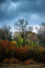 Landscape photography in the countryside in Ukraine.Beautiful autumn, colors like in the heaven.Beautiful forest near the field and road , powerlines over the trees.Yellow and orange colors.Autumn sky