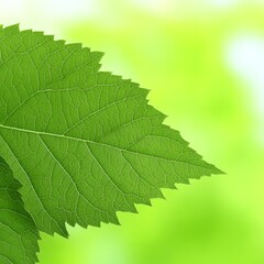 Fototapeta premium Close-up of a green leaf with a blurred green background.