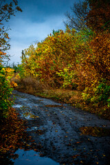 Obraz premium Asphalt road around the forest,path in the forest,countryside road.Autumn landscape photography in the woodlands .Orange and yellow leaves on the road,beautiful road through the forest