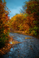 Asphalt road around the forest,path in the forest,countryside road.Autumn landscape photography in the woodlands .Orange and yellow leaves on the road,beautiful road through the forest
