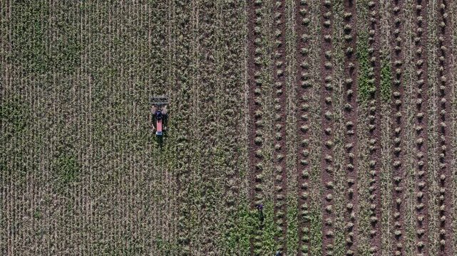 aerial view of harvesting garlic in the garden with tractor