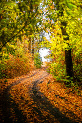 Asphalt road around the forest,path in the forest,countryside road.Autumn landscape photography in the woodlands .Orange and yellow leaves on the road,beautiful road through the forest