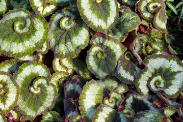 foliage at the eden project