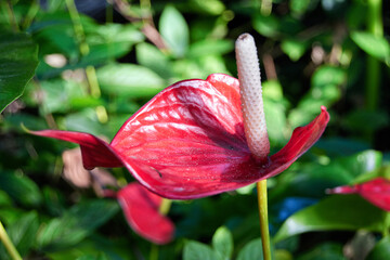  tropical flower at eden project