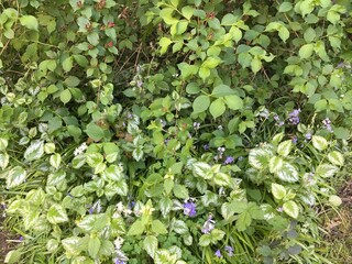 leaves in a garden