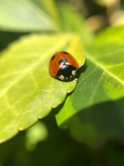 Seven-spotted ladybug on leaf