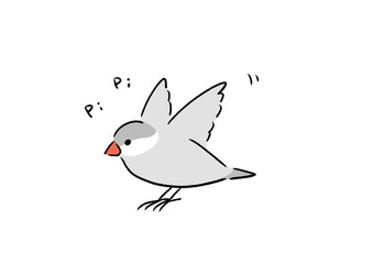 元気なシルバー文鳥