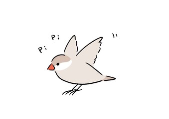 元気なシナモン文鳥