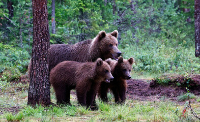 Brown bear families in the Taiga forests of Finland