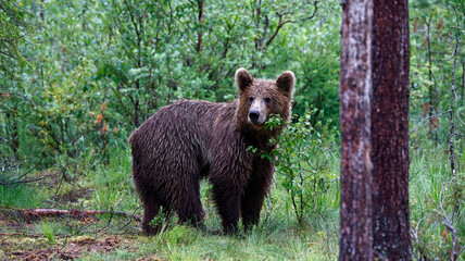 Brown bear families in the Taiga forests of Finland