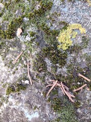 Rustic wall with moss growth