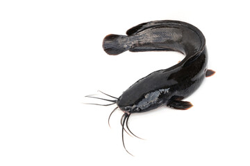 Big freshwater fish. Walking catfish - Clarias batrachus isolated on white background.