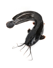 Big freshwater fish. Walking catfish - Clarias batrachus isolated on white background.