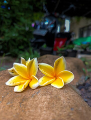 Yellow frangipani flowers that fall on the ground