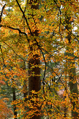 golden autumnal leaves on a tree in a forest