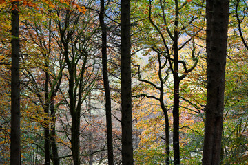 sunlight shinning through a beautiful autumnal forest with leaves of all colors