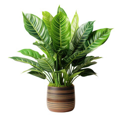 green plant isolated on transparent background