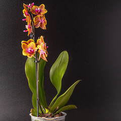 Floral concept. Orchid growing tips.  Most commonly grown house plants. Orchids blossom close up. Orchid flower pink and yellow bloom. Phalaenopsis orchid.