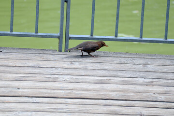 Amsel, Star, Singvogel, Vogel