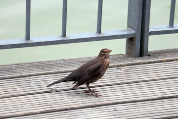 Amsel, Star, Singvogel, Vogel