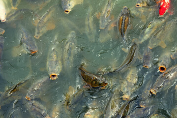 Fische, Karpfen, Deich, See