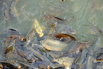 Fische, Karpfen, Deich, See