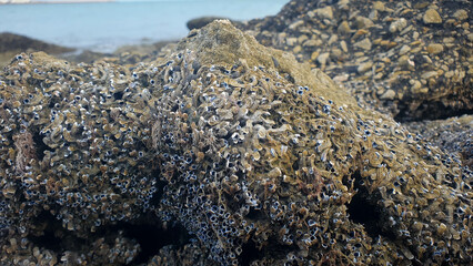 Tide Pool Mussels  - Under Water Rocks and stones