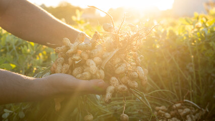 A farmer holding freshly harvested peanuts with roots in a field. The background features green peanut plants under a sunset, showcasing agricultural activity.