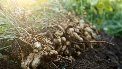 a peanut field and peanuts are presented in the background under sunlight under