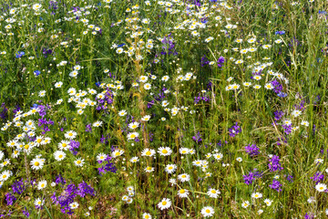Wild white and purple field flowers on green background