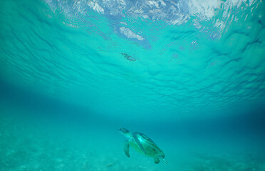 a sea turtle on a reef on an island off the coast of Curacao