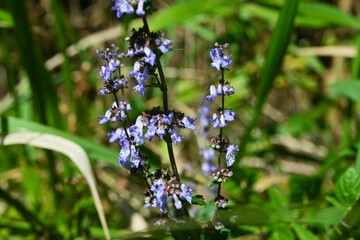 Isodon inflexus flowers. lamiaceae perennial plants.
Blue-purple, lip-shaped flowers bloom in autumn.
