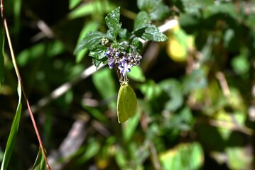 Isodon inflexus flowers. lamiaceae perennial plants.
Blue-purple, lip-shaped flowers bloom in autumn.
