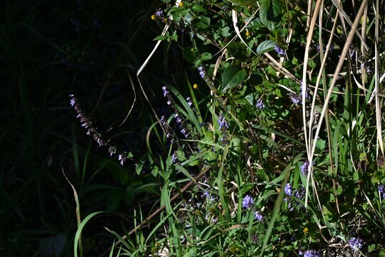 Isodon inflexus flowers. lamiaceae perennial plants.
Blue-purple, lip-shaped flowers bloom in autumn.
