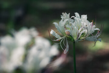 秋の白い彼岸花｜静寂な自然｜神秘的な美しさと優雅な花