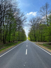 Two-way road through the forest on a sunny day