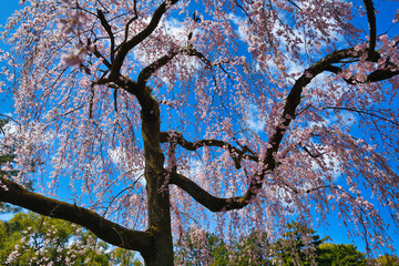 青空に映える京都御苑　出水のしだれ桜 （出水の枝垂れ桜）　日本京都府京都市
Kyoto Gyoen (Kyoto Gyoen National Garden), Demizu Shidarezakura (Demizu cherry blossoms, Demizu weeping cherry blossoms)  shining against the blue sky, Kyoto City