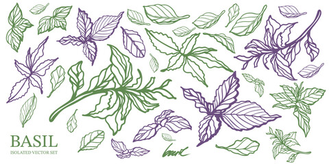 Green and purple basil hand drawn isolated vector set on white background. Vintage style of illustration. Fresh herb leaves plant. Basil herbal Ingredient. Spices. Pesto. 